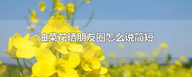 油菜花晒朋友圈怎么说简短