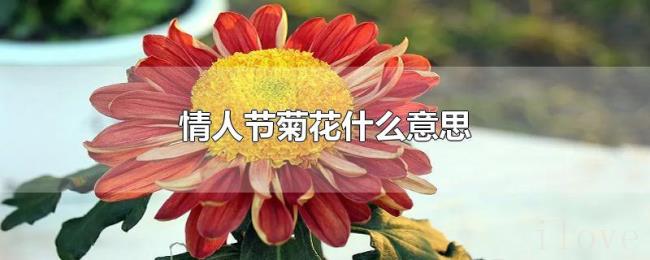 情人节菊花什么意思