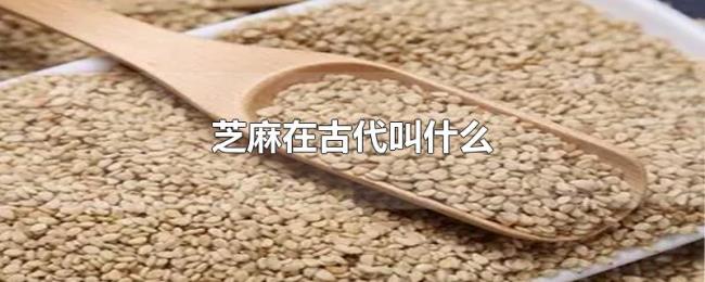 芝麻在古代叫什么
