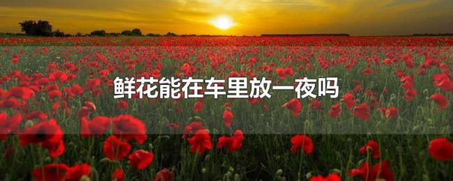 鲜花能在车里放一夜吗