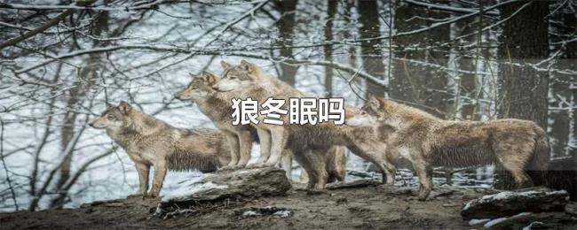 狼冬眠吗 狼冬眠吗