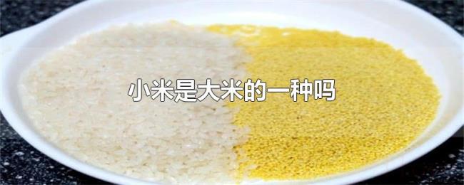 小米是大米的一种吗