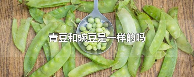 青豆和豌豆是一样的吗