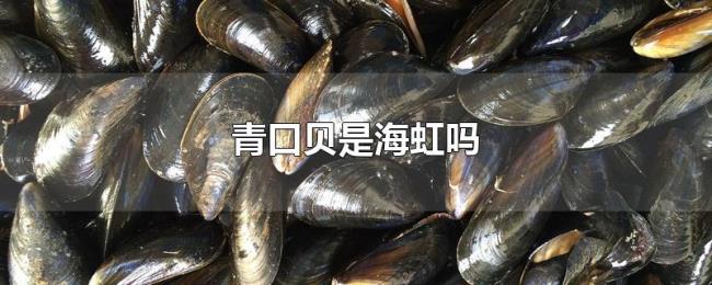 青口贝是海虹吗 青口贝是海虹吗