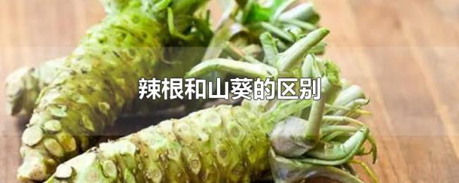 辣根和山葵的区别
