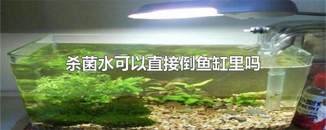 杀菌水可以直接倒鱼缸里吗