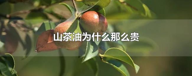 山茶油为什么那么贵