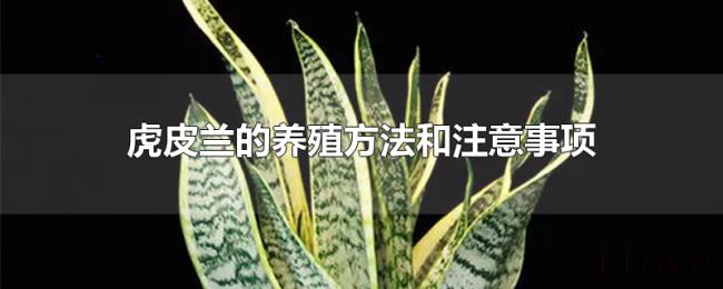 虎皮兰的养殖方法和注意事项
