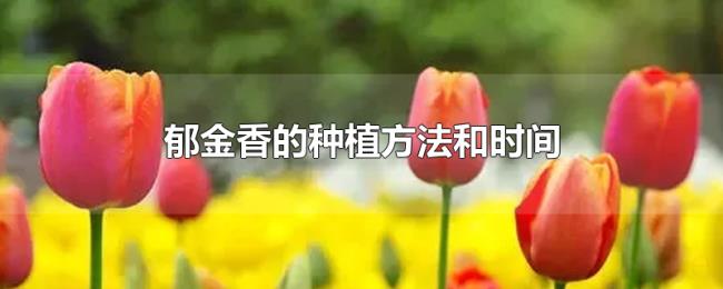 郁金香的种植方法和时间