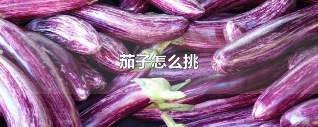 茄子怎么挑 茄子怎么挑