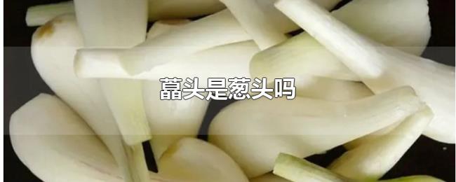 藠头是葱头吗 藠头是葱头吗