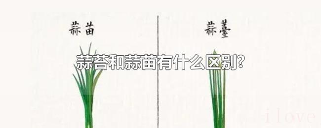 蒜苔和蒜苗有什么区别? 蒜苔和蒜苗有什么区别?