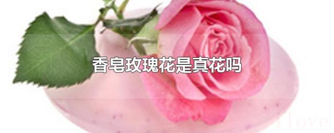 香皂玫瑰花是真花吗
