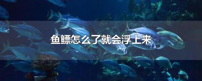 鱼鳔怎么了就会浮上来