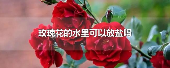 玫瑰花的水里可以放盐吗 玫瑰花的水里可以放盐吗