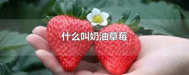 什么叫奶油草莓 什么叫奶油草莓