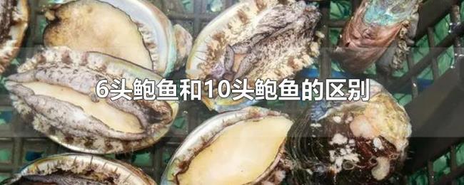 6头鲍鱼和10头鲍鱼的区别