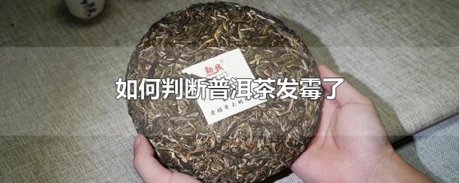 如何判断普洱茶发霉了