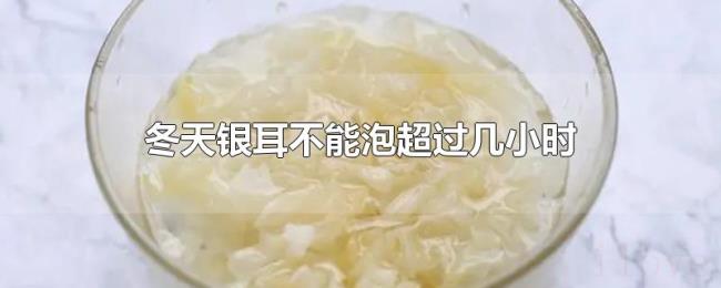 冬天银耳不能泡超过几小时 冬天银耳不能泡超过几小时