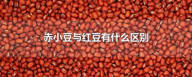 赤小豆与红豆有什么区别 赤小豆与红豆有什么区别