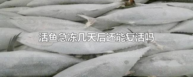 活鱼急冻几天后还能复活吗 活鱼急冻几天后还能复活吗