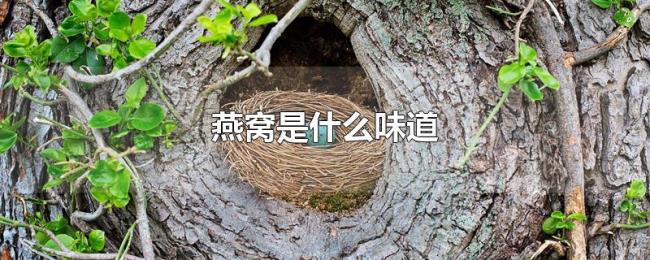 燕窝是什么味道 燕窝是什么味道