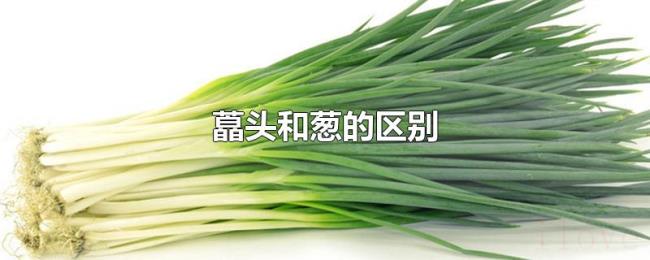 藠头和葱的区别 藠头和葱的区别