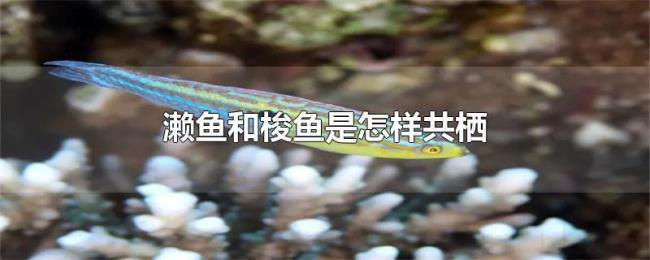 濑鱼和梭鱼是怎样共栖
