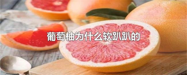 葡萄柚为什么软趴趴的