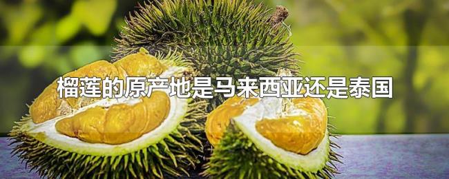 榴莲的原产地是马来西亚还是泰国