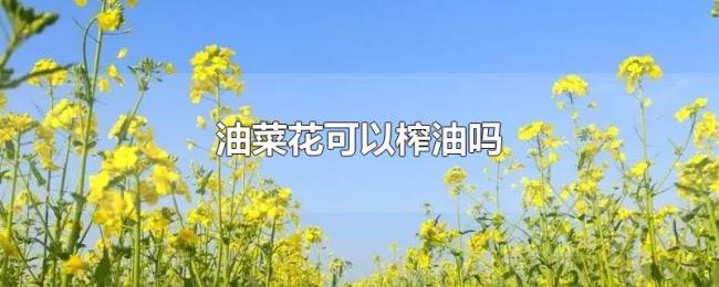 油菜花可以榨油吗