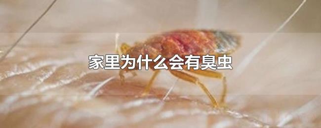 家里为什么会有臭虫 家里为什么会有臭虫