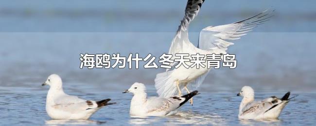 海鸥为什么冬天来青岛