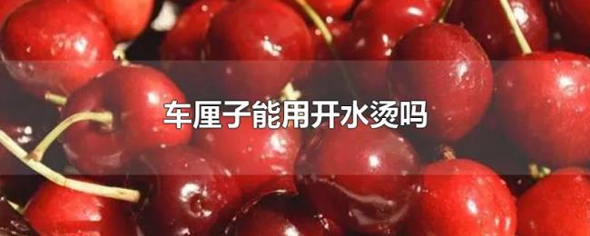 车厘子能用开水烫吗