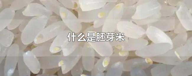 什么是胚芽米
