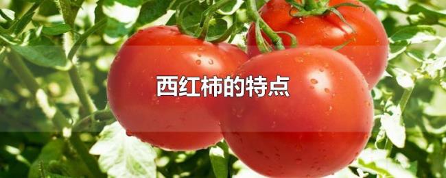 西红柿的特点