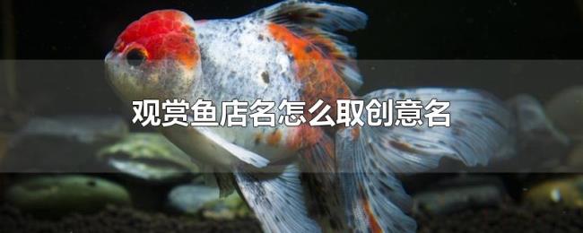 观赏鱼店名怎么取创意名