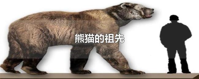 熊猫的祖先 熊猫的祖先