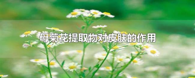 母菊花提取物对皮肤的作用