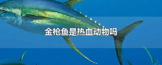 金枪鱼是热血动物吗 金枪鱼是热血动物吗