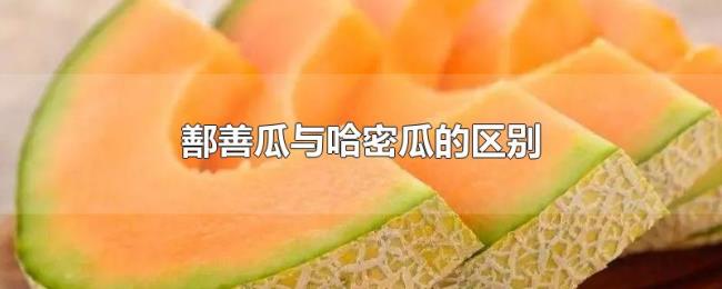 鄯善瓜与哈密瓜的区别 鄯善瓜与哈密瓜的区别