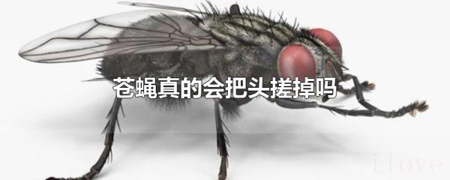 苍蝇真的会把头搓掉吗 苍蝇真的会把头搓掉吗