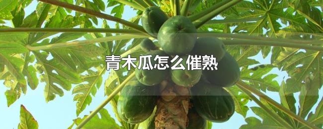 青木瓜怎么催熟