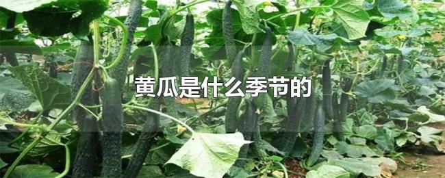 黄瓜是什么季节的