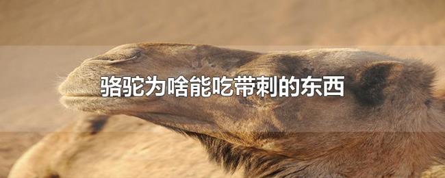 骆驼为啥能吃带刺的东西
