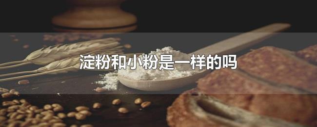 淀粉和小粉是一样的吗