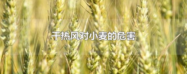干热风对小麦的危害