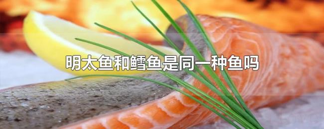 明太鱼和鳕鱼是同一种鱼吗 明太鱼和鳕鱼是同一种鱼吗