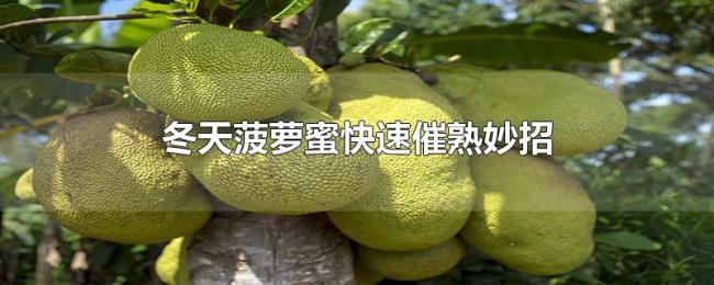 冬天菠萝蜜快速催熟妙招 冬天菠萝蜜快速催熟妙招