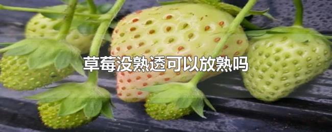 草莓没熟透可以放熟吗